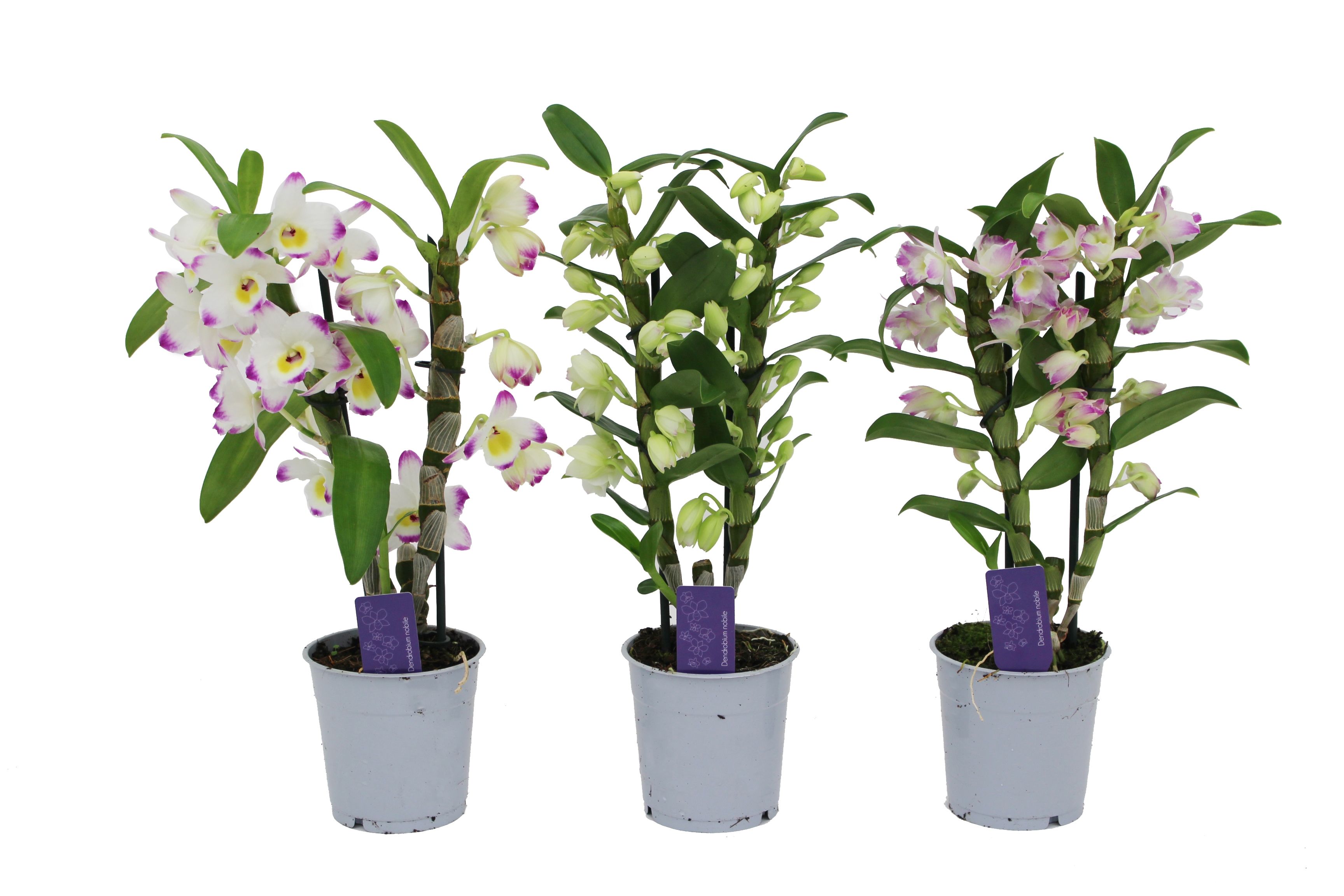 Горшечные цветы и растения оптом Dendr Nob 2st Basic Mix от 6шт из Голландии с доставкой по России