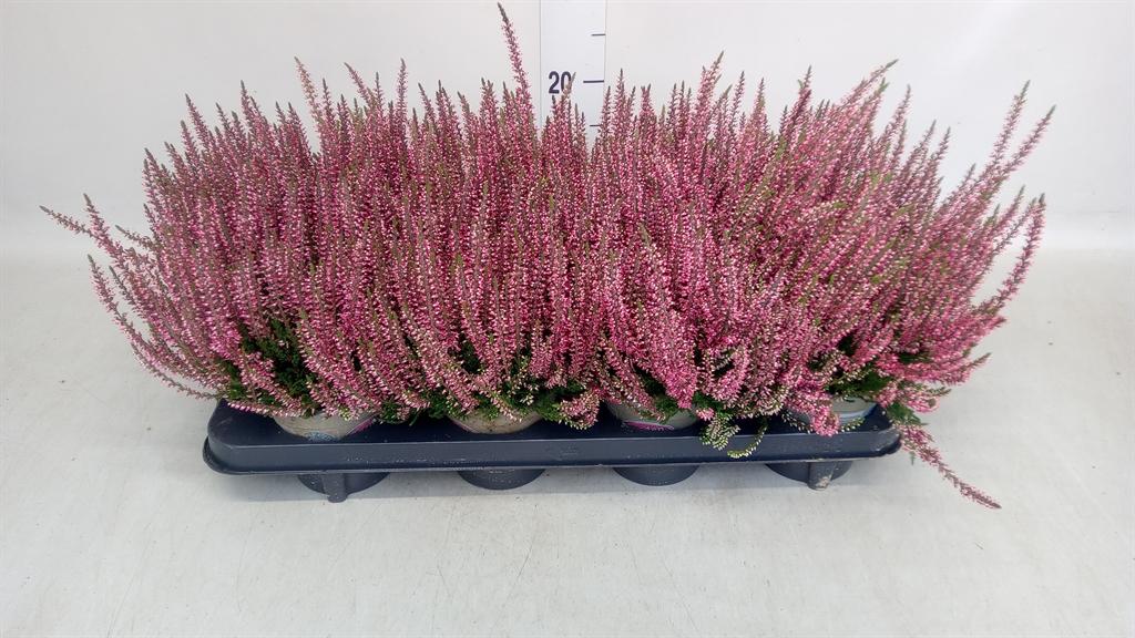 Горшечные цветы и растения оптом Calluna Vulg. garden G Athene от 8шт из Голландии с доставкой по России