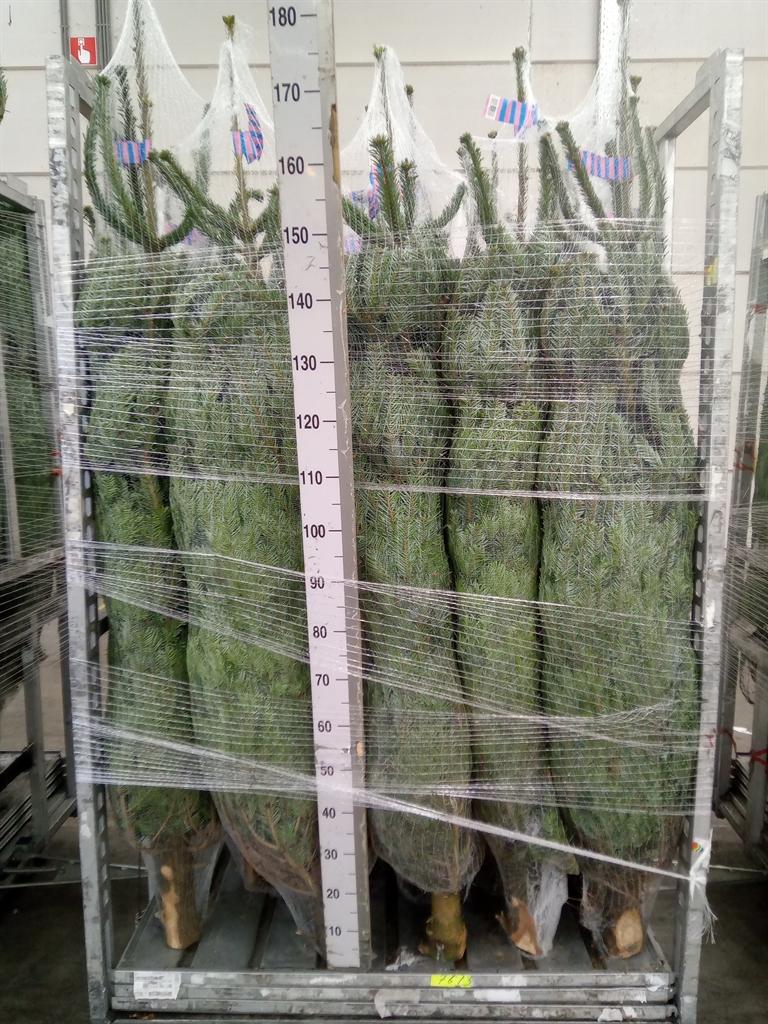 Горшечные цветы и растения оптом Abies Nordman. от 1шт из Голландии с доставкой по России