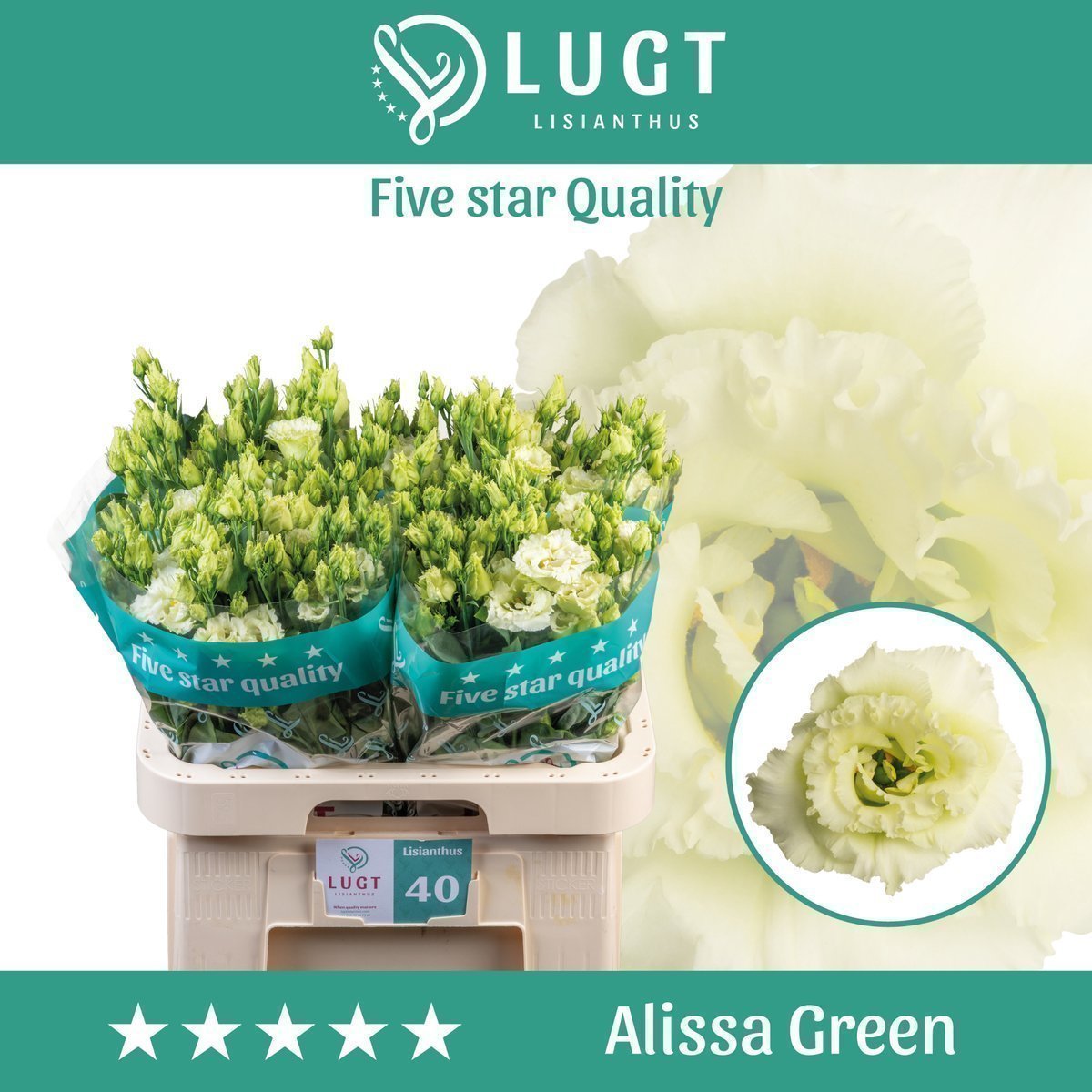 Срезанные цветы оптом Lisianthus do alissa green от 40шт. из Голландии с доставкой по России