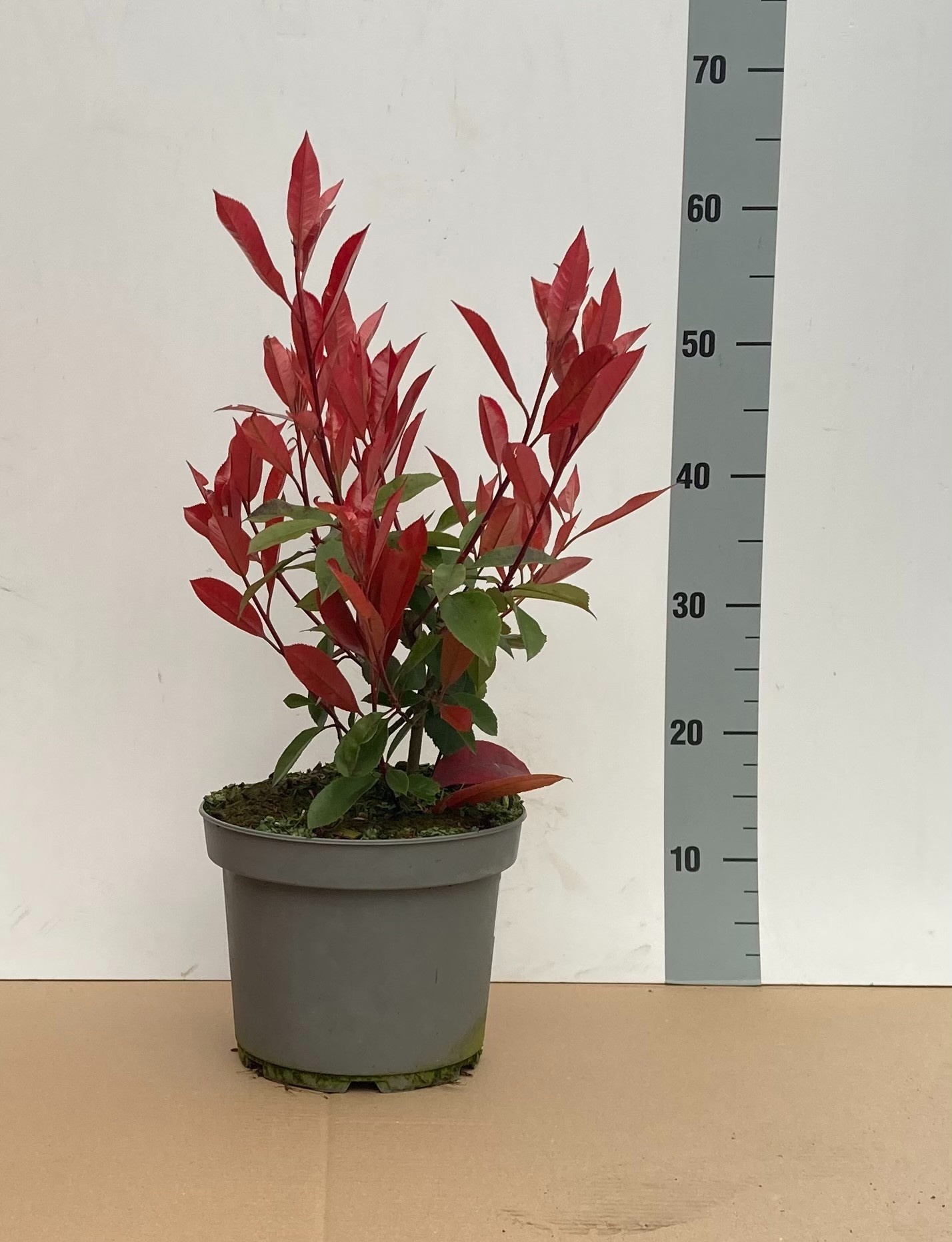 Горшечные цветы и растения оптом Phot Fr Red Robin от 1шт из Голландии с доставкой по России