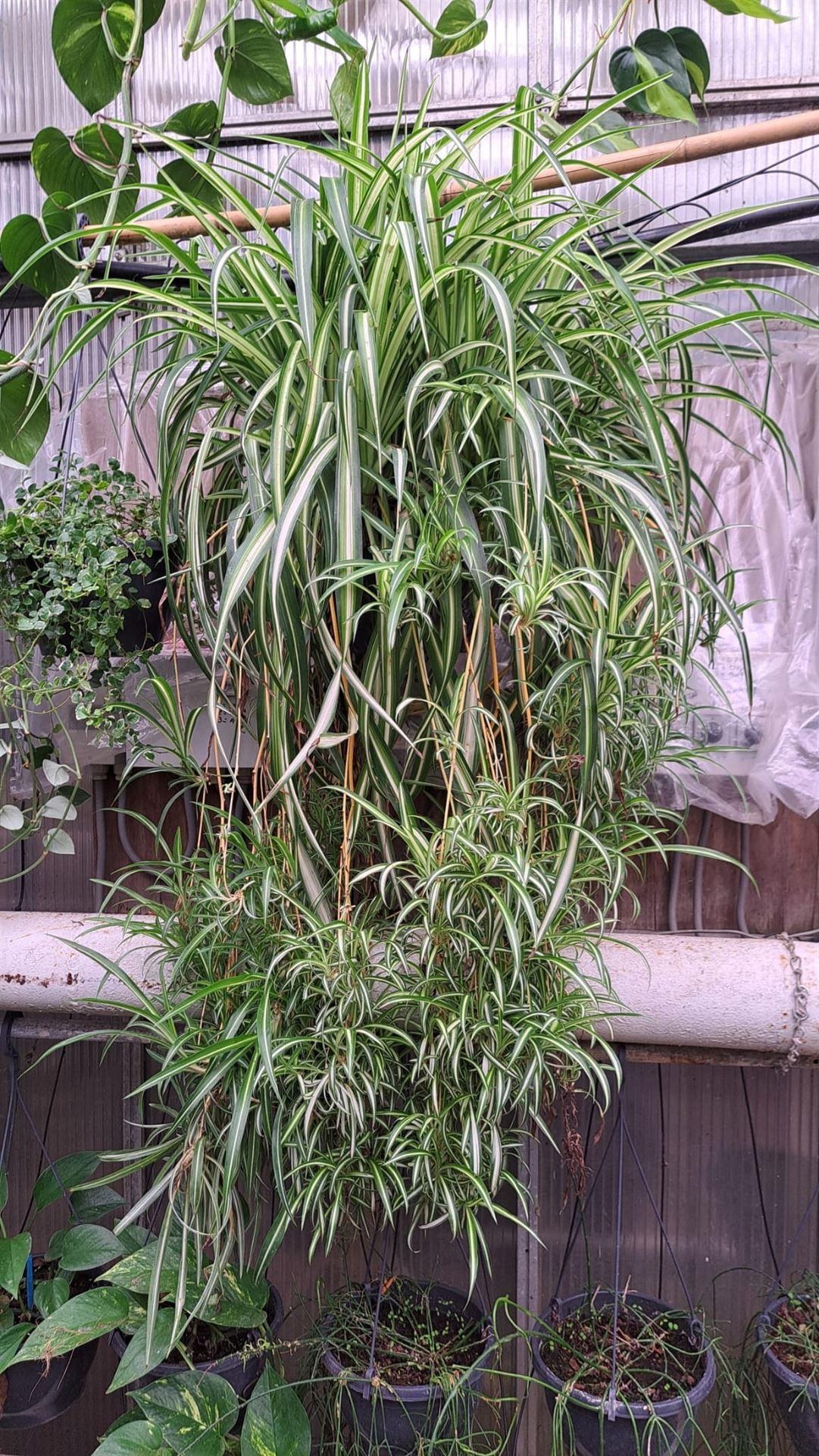 Горшечные цветы и растения оптом Chlorophytum Com. от 1шт из Голландии с доставкой по России
