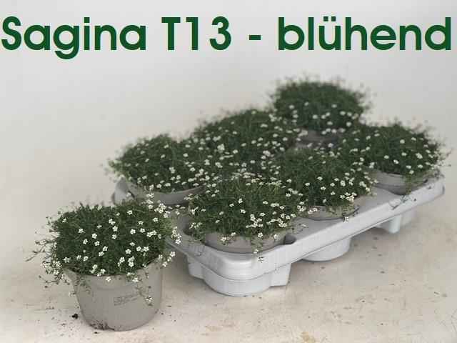 Горшечные цветы и растения оптом Sagina Subulata от 6шт из Голландии с доставкой по России