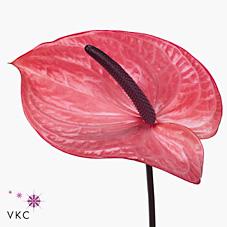 Срезанные цветы оптом Anthurium candy от 10шт из Голландии с доставкой по России