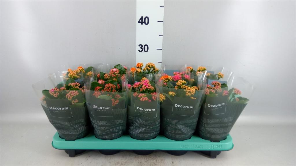 Горшечные цветы и растения оптом Kalanchoe Blos. ..rosebud Mix 5 A от 10шт из Голландии с доставкой по России
