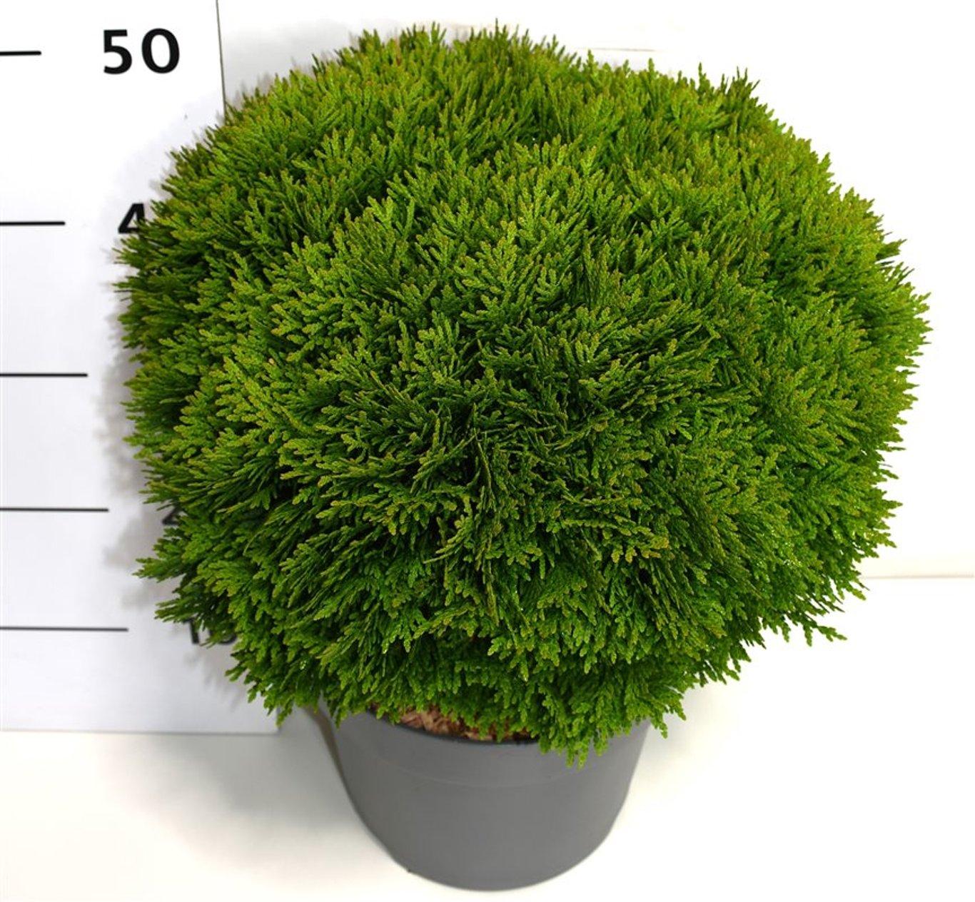 Горшечные цветы и растения оптом Thuja Occ. danica от 1шт из Голландии с доставкой по России