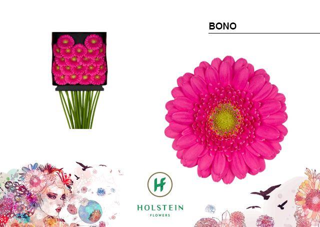 Срезанные цветы оптом Germini diamond bono от 20шт из Голландии с доставкой по России