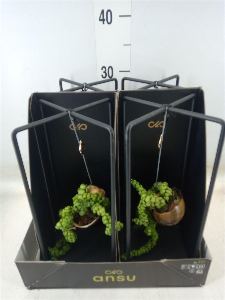 Горшечные цветы и растения оптом Dischidia Nummul. от 4шт из Голландии с доставкой по России