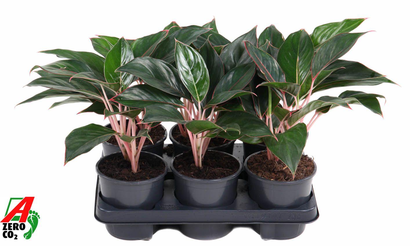 Горшечные цветы и растения оптом Aglaonema Misterio от 6шт из Голландии с доставкой по России
