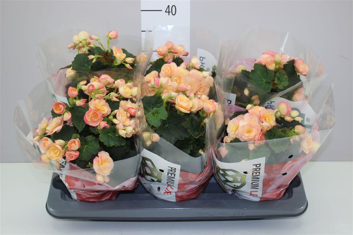 Горшечные цветы и растения оптом Begonia Du Hailey Sunset от 6шт (для телеги) из Голландии с доставкой по России