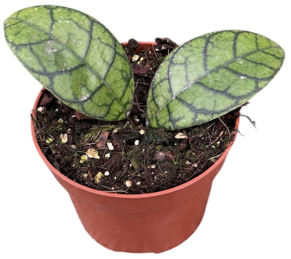 Горшечные цветы и растения оптом Hoya Ranauensis от 1шт из Голландии с доставкой по России
