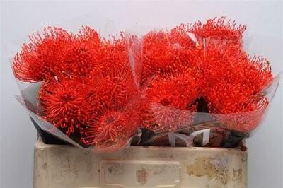 Срезанные цветы оптом Nutans paint red от 30шт из Голландии с доставкой по России
