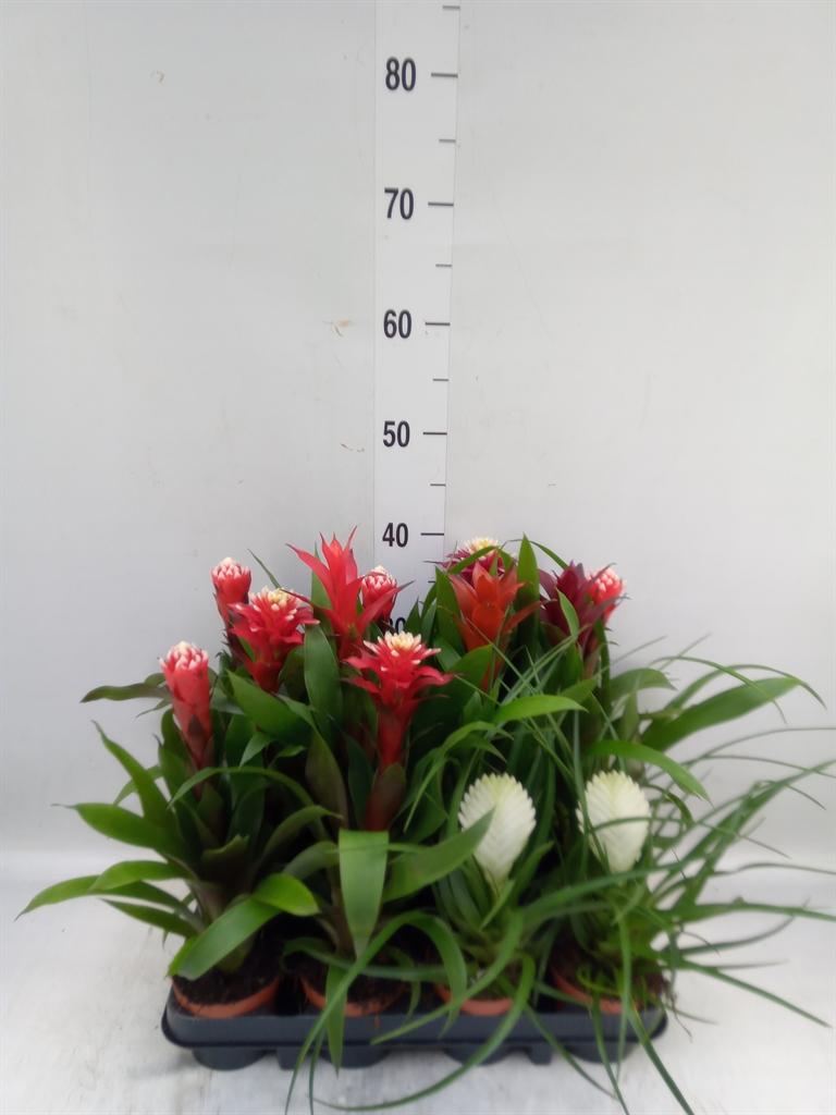 Горшечные цветы и растения оптом Bromelia   ...mix от 12шт (для телеги) из Голландии с доставкой по России