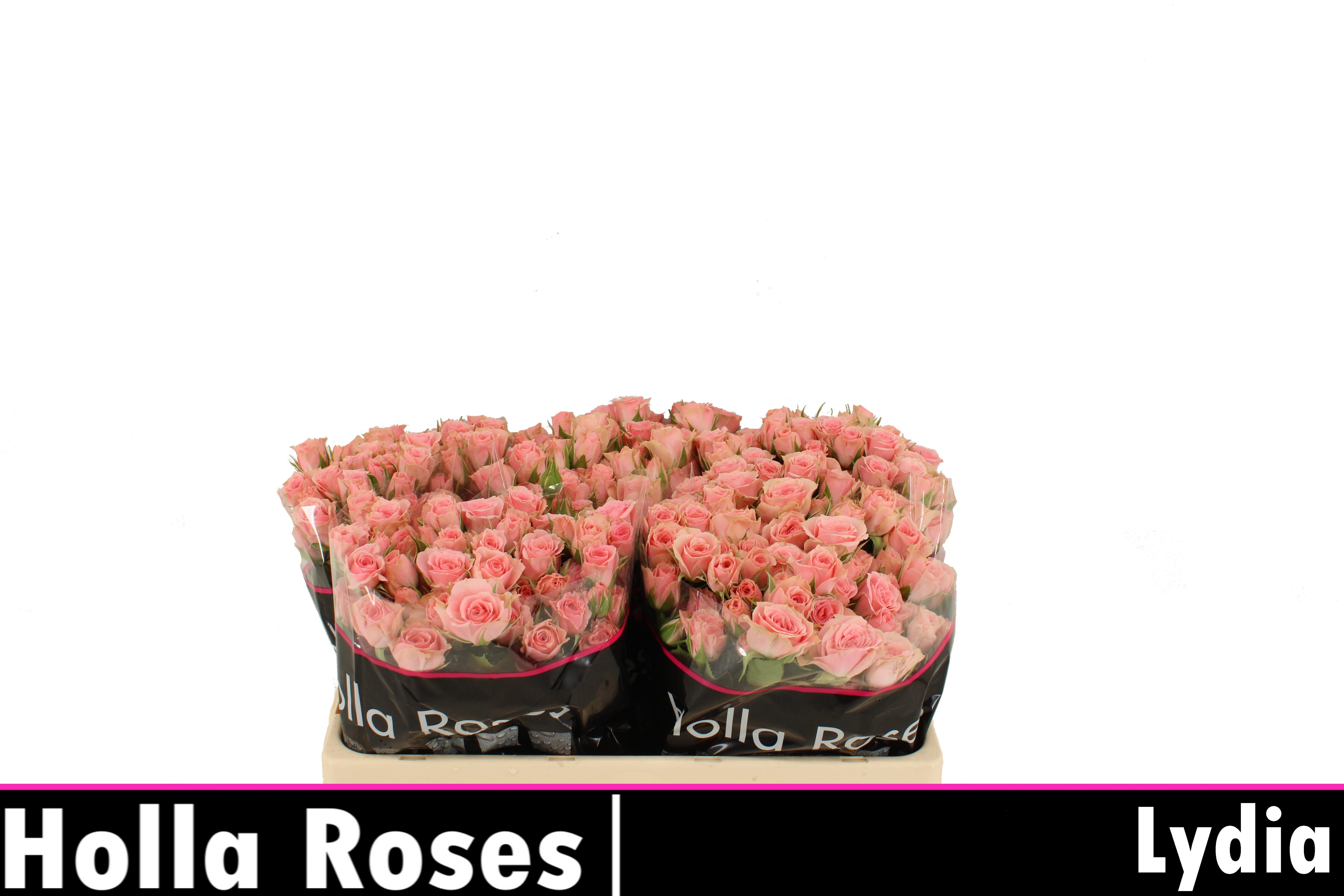 Срезанные цветы оптом Rosa spray lydia от 50шт из Голландии с доставкой по России