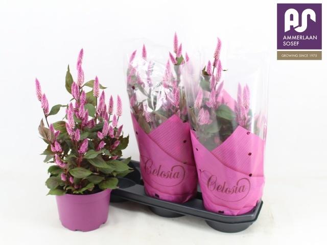 Горшечные цветы и растения оптом Cel Wild Pink от 3шт из Голландии с доставкой по России
