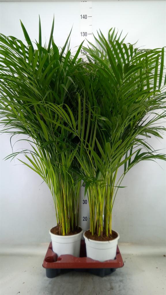 Горшечные цветы и растения оптом Dypsis Lutescens   ...chrysalidoca от 2шт из Голландии с доставкой по России