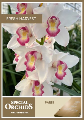 Срезанные цветы оптом Cymbidium white paris от 2шт из Голландии с доставкой по России