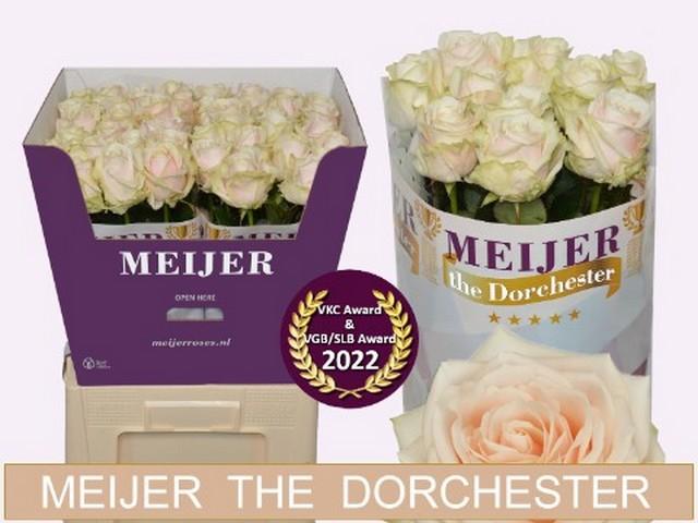 Срезанные цветы оптом Rosa large dorchester+ от 40шт из Голландии с доставкой по России