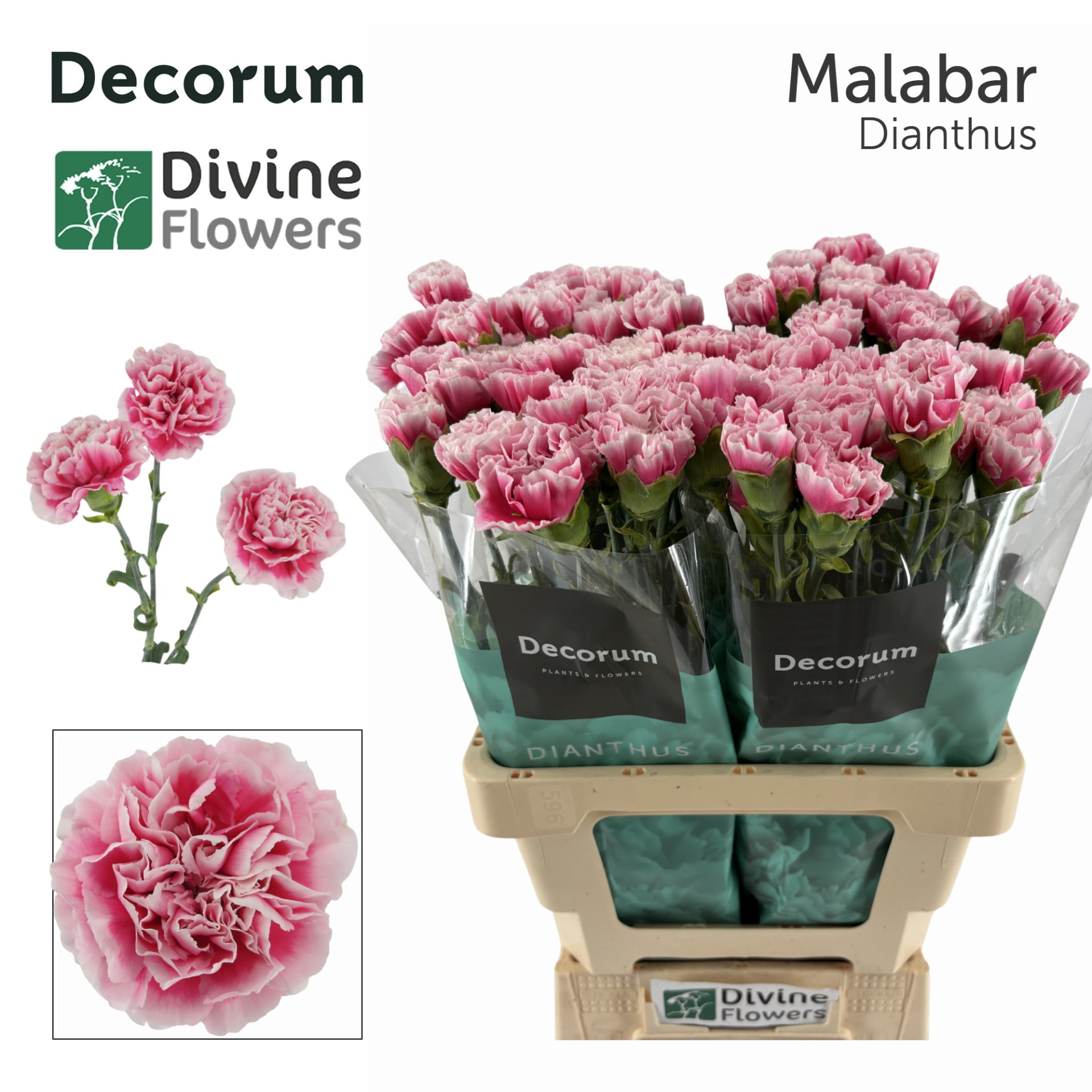 Срезанные цветы оптом Dianthus st malabar от 80шт из Голландии с доставкой по России