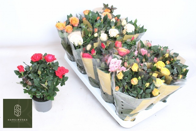 Горшечные цветы и растения оптом Ro Kordan Grande Gem от 15шт из Голландии с доставкой по России