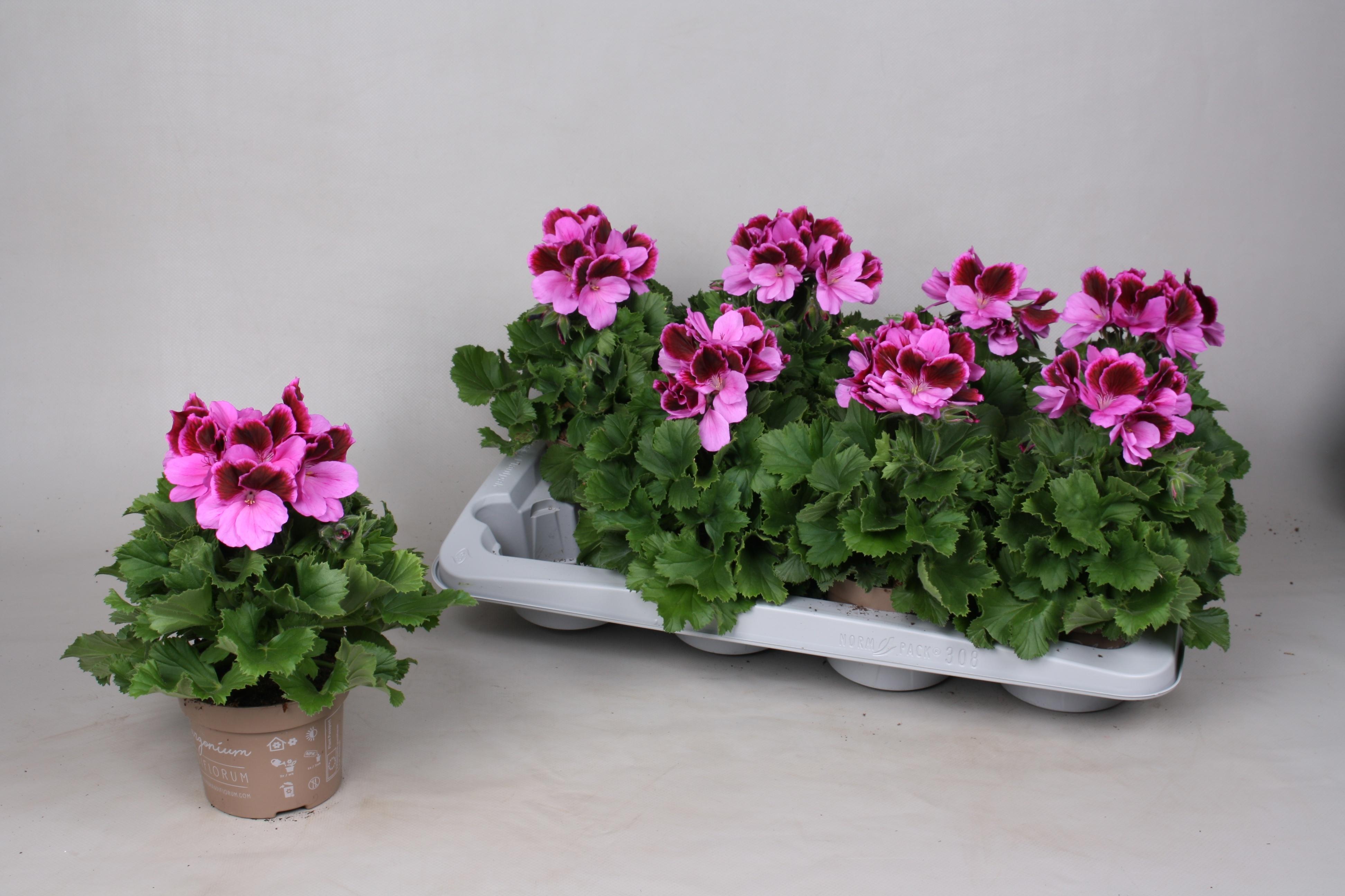 Горшечные цветы и растения оптом Pel Gr El Judith от 8шт из Голландии с доставкой по России