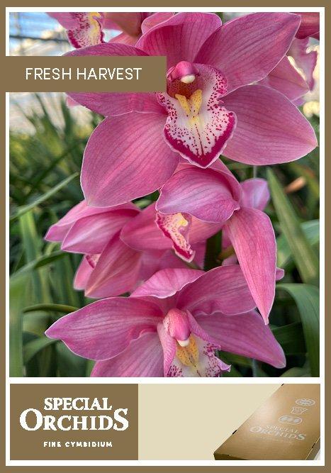 Срезанные цветы оптом Cymbidium pacific swan от 6шт из Голландии с доставкой по России