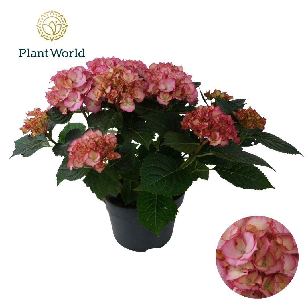 Горшечные цветы и растения оптом Hydrangea Bol Ave Pink (specialty) от 1шт из Голландии с доставкой по России