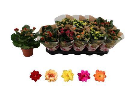 Горшечные цветы и растения оптом Kal Ros Mix от 10шт из Голландии с доставкой по России