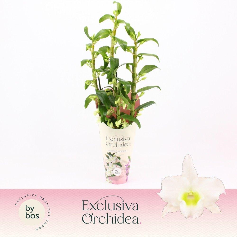 Горшечные цветы и растения оптом Dendr Nob 3st Apollon Potcover Exclusiva Orchidea от 6шт из Голландии с доставкой по России