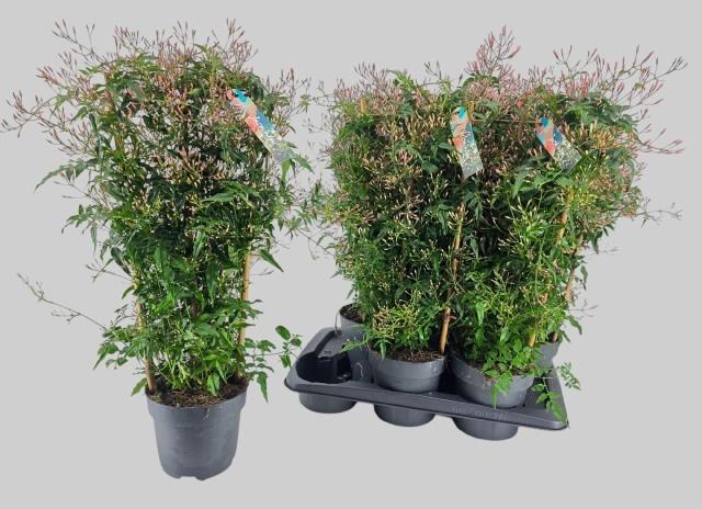 Горшечные цветы и растения оптом Jasm Polyanthum Wit от 6шт из Голландии с доставкой по России