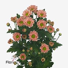 Срезанные цветы оптом Chrys sa rossi smokey от 25шт из Голландии с доставкой по России
