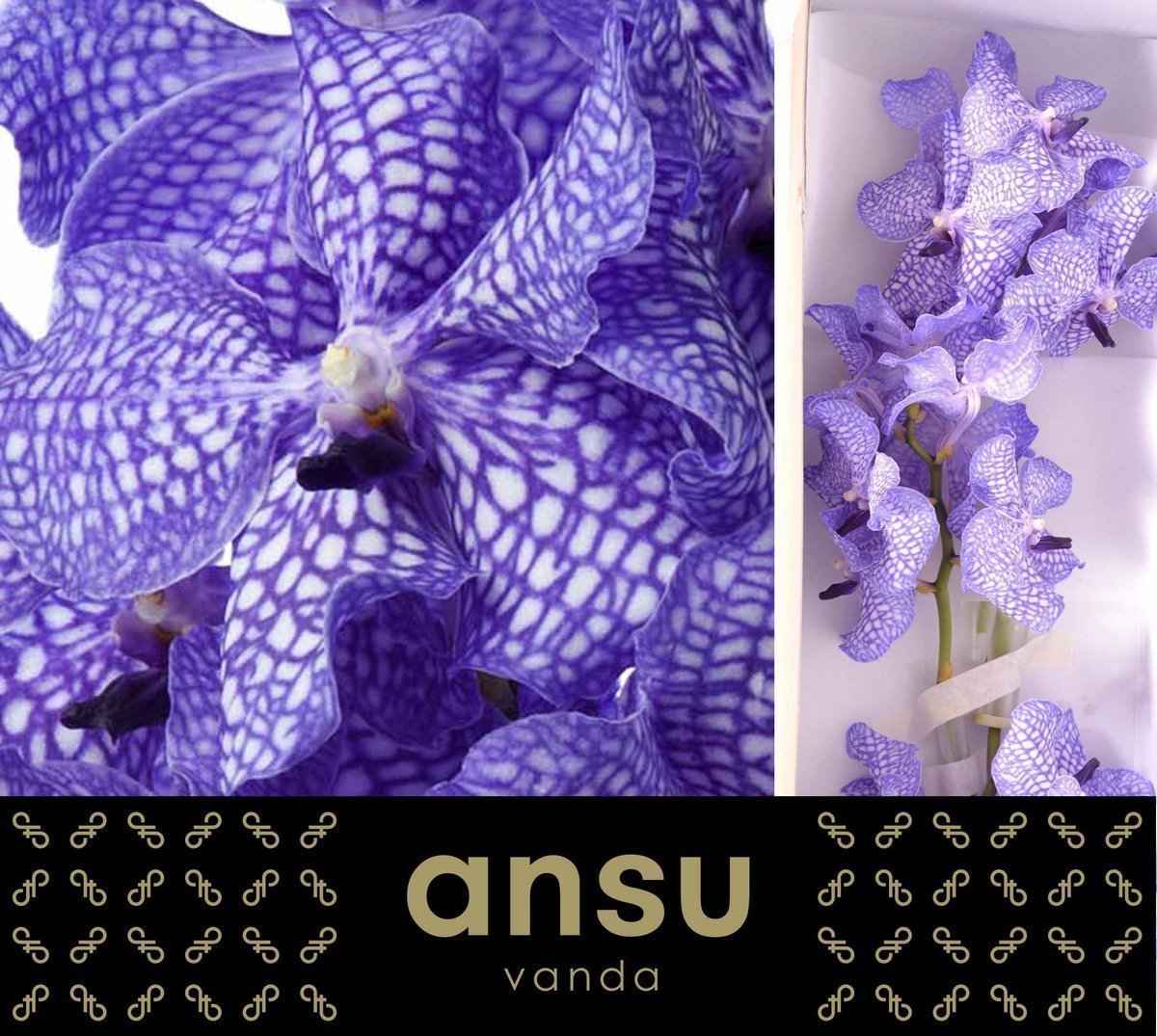 Срезанные цветы оптом Vanda kanchana delft blue от 16шт из Голландии с доставкой по России