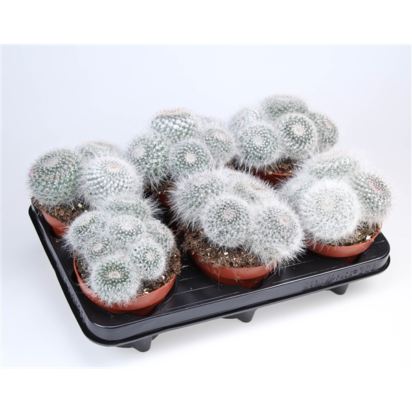 Горшечные цветы и растения оптом Mammillaria Hahniana Dubbel от 6шт из Голландии с доставкой по России