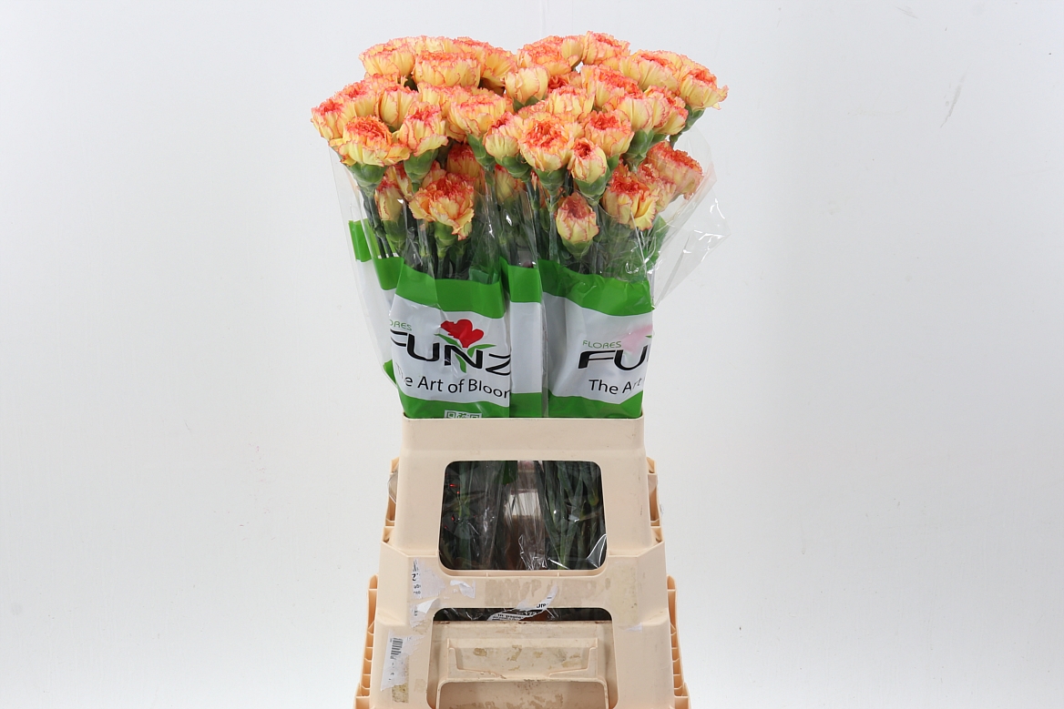 Срезанные цветы оптом Dianthus st boiro от 80шт. из Голландии с доставкой по России