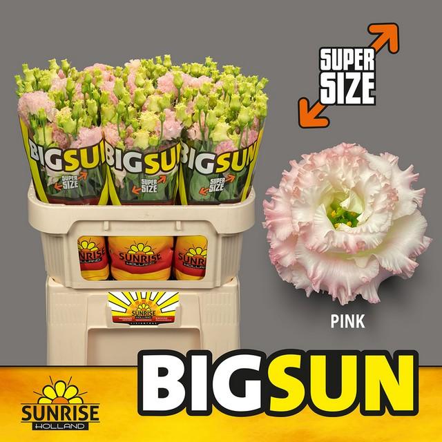 Срезанные цветы оптом Lisianthus do big sun pink от 40шт из Голландии с доставкой по России