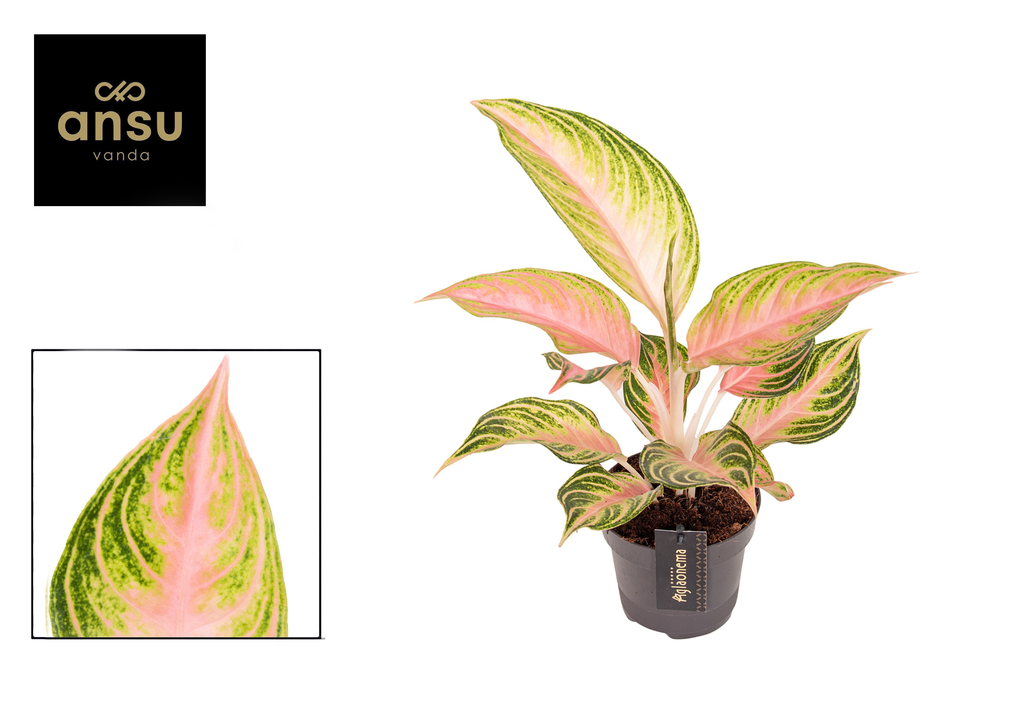 Горшечные цветы и растения оптом Aglaonema Eyecatcher от 6шт из Голландии с доставкой по России