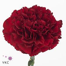 Срезанные цветы оптом Dianthus st zurigo от 360шт из Голландии с доставкой по России