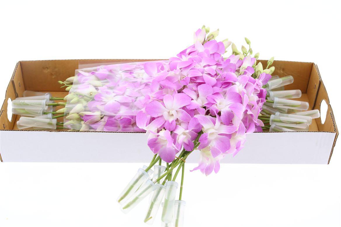Срезанные цветы оптом Dendrobium nasabi от 40шт из Голландии с доставкой по России