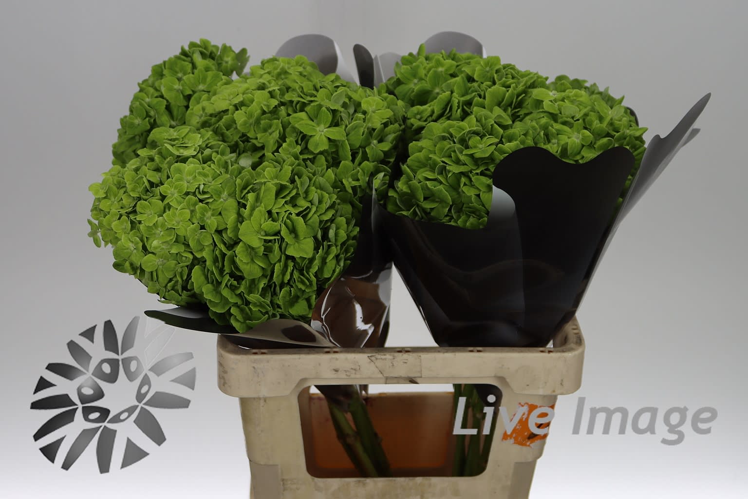 Срезанные цветы оптом Hydrangea green от 10шт из Голландии с доставкой по России