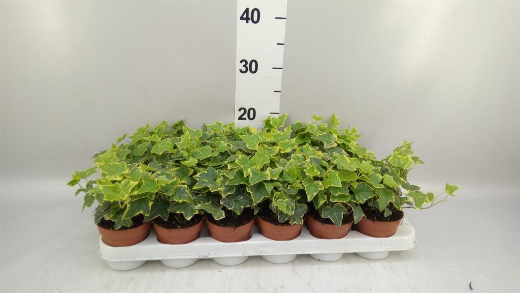 Горшечные цветы и растения оптом Hedera Helix ...mix Varie Yello от 18шт (для телеги) из Голландии с доставкой по России