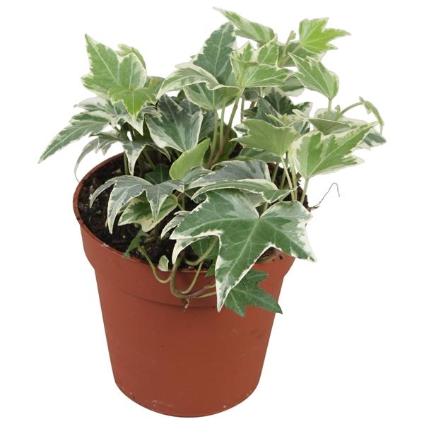 Горшечные цветы и растения оптом Hedera White Ripple от 18шт (для телеги) из Голландии с доставкой по России