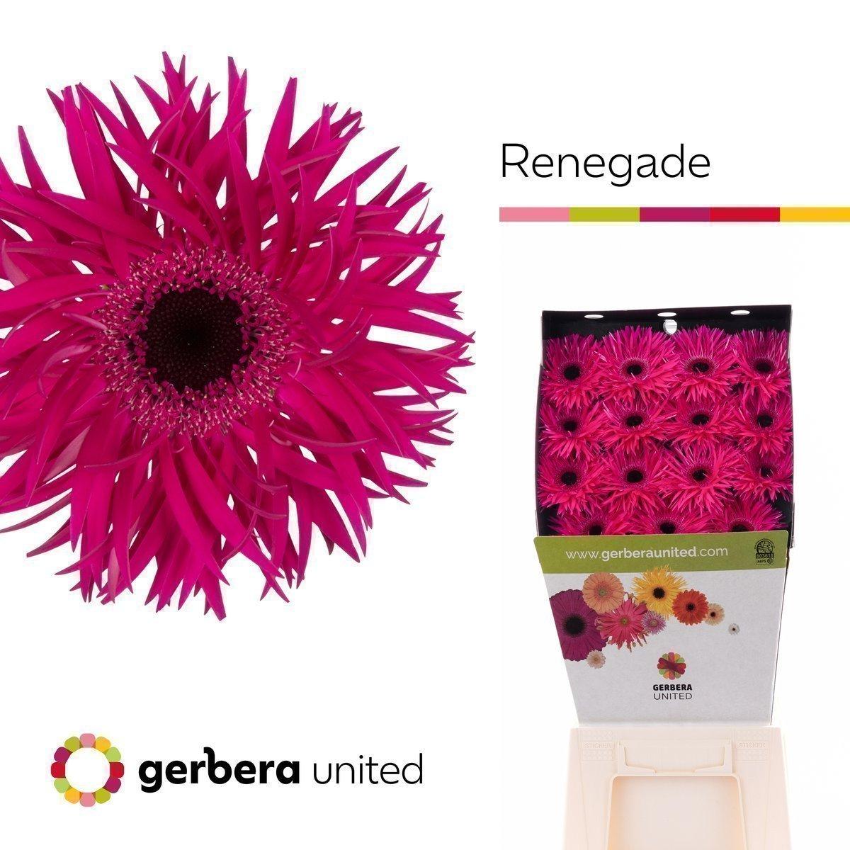 Срезанные цветы оптом Gerbera diamond gerspider renegade от 45шт из Голландии с доставкой по России