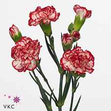 Срезанные цветы оптом Dianthus sp minuetto hf от 100шт из Голландии с доставкой по России