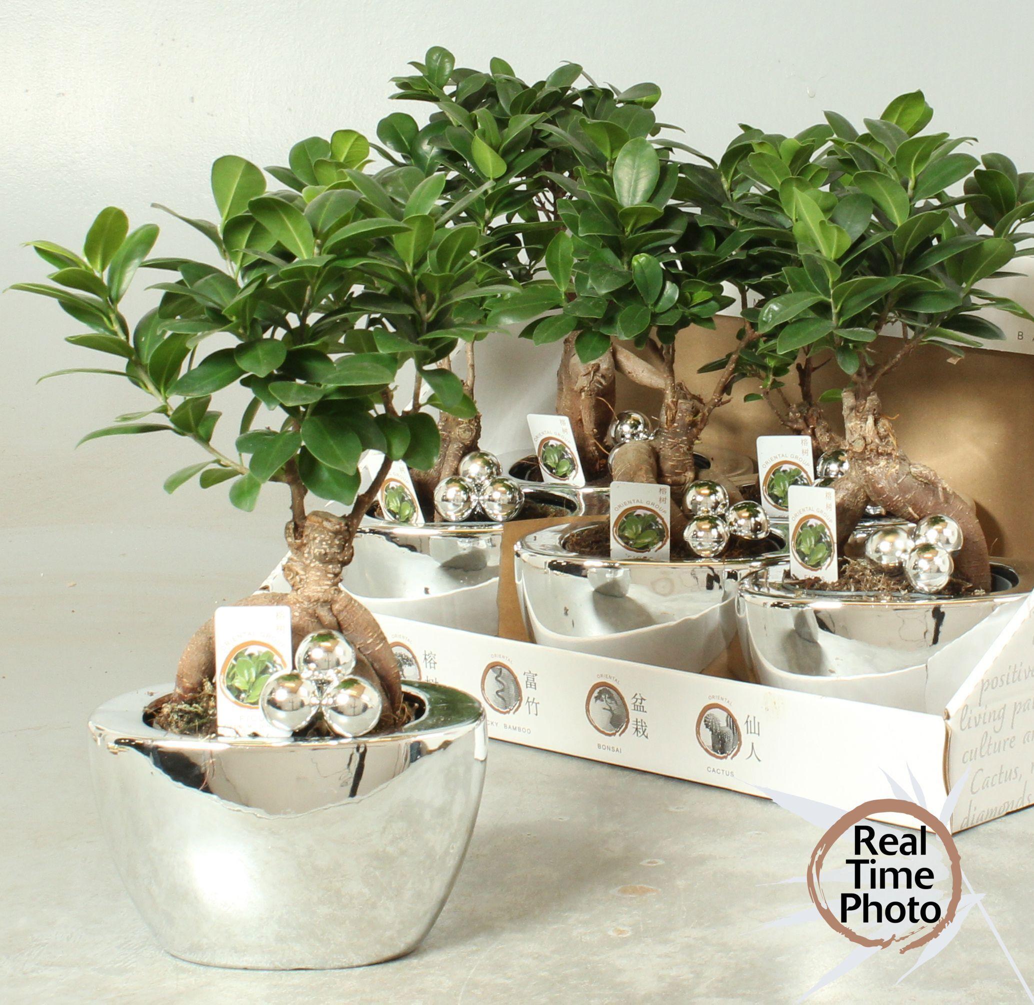 Горшечные цветы и растения оптом Fic Mi Ginseng от 6шт из Голландии с доставкой по России