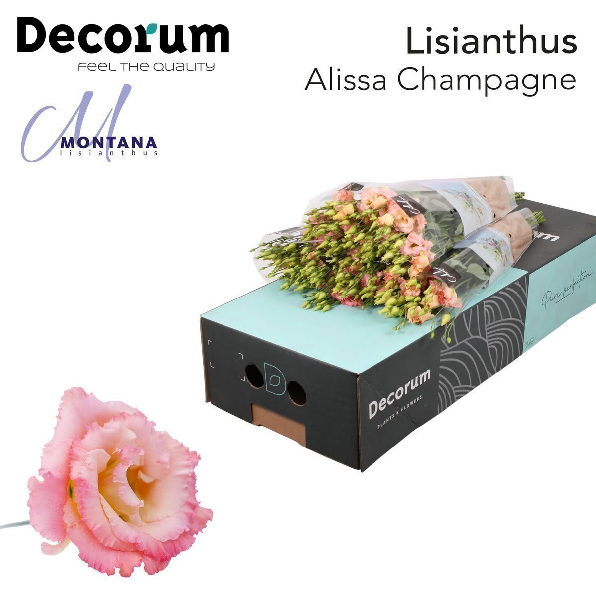 Срезанные цветы оптом Lisianthus do alissa champagne от 140шт из Голландии с доставкой по России