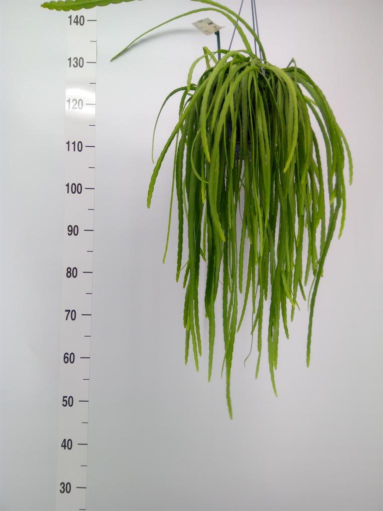 Горшечные цветы и растения оптом Lepismium Bolivianum от 1шт из Голландии с доставкой по России