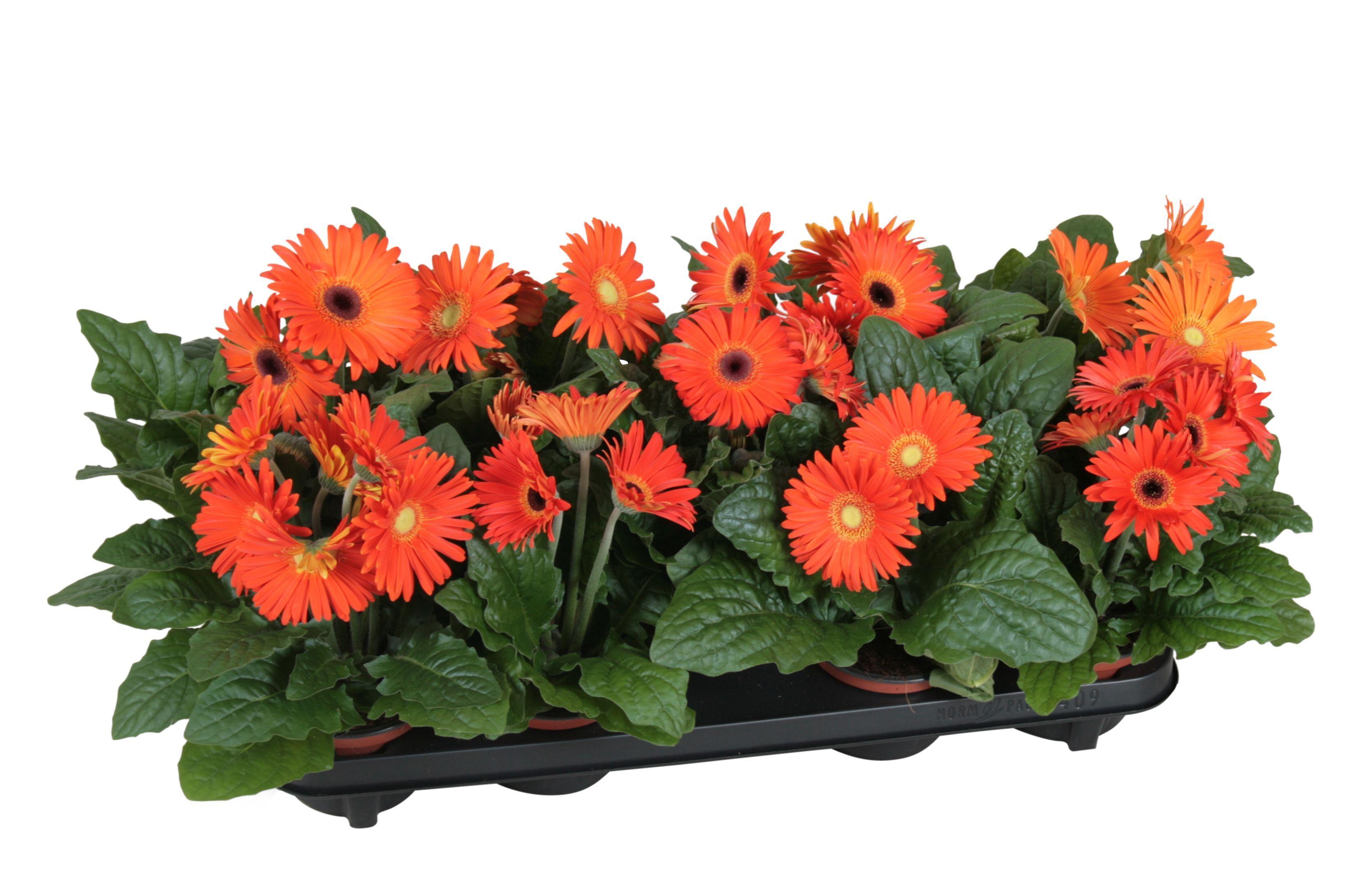 Горшечные цветы и растения оптом Gerbera Excellent Orange 2+ от 10шт (для телеги) из Голландии с доставкой по России