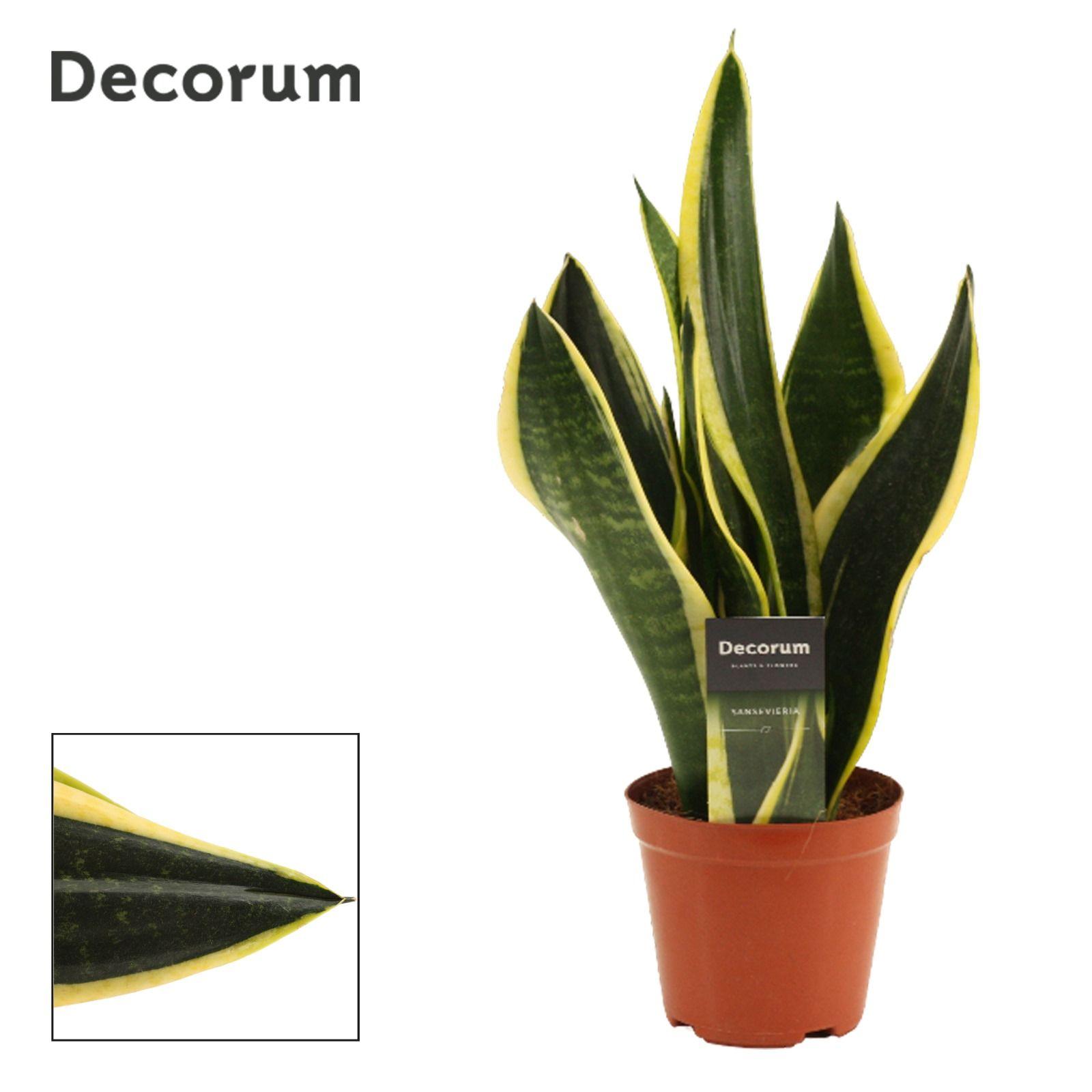 Горшечные цветы и растения оптом Sansevieria Night Shade (decorum) от 10шт из Голландии с доставкой по России