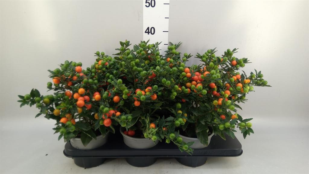Горшечные цветы и растения оптом Solanum Pseudocapsicum bartoli от 6шт из Голландии с доставкой по России