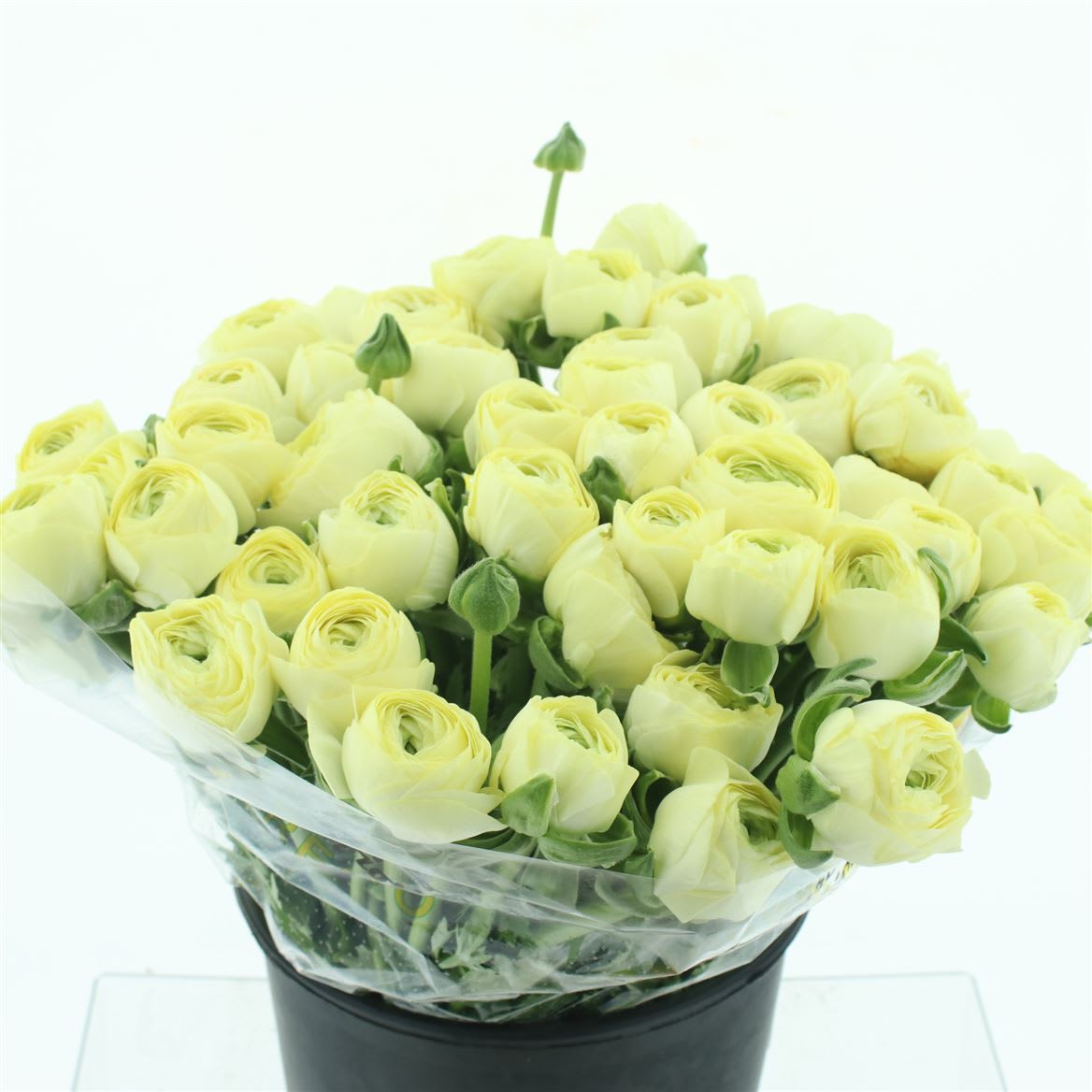 Срезанные цветы оптом Ranunculus succes commedia от 50шт из Голландии с доставкой по России